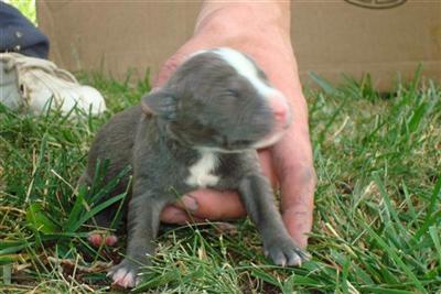 American Pit Bull Puppies for Sale